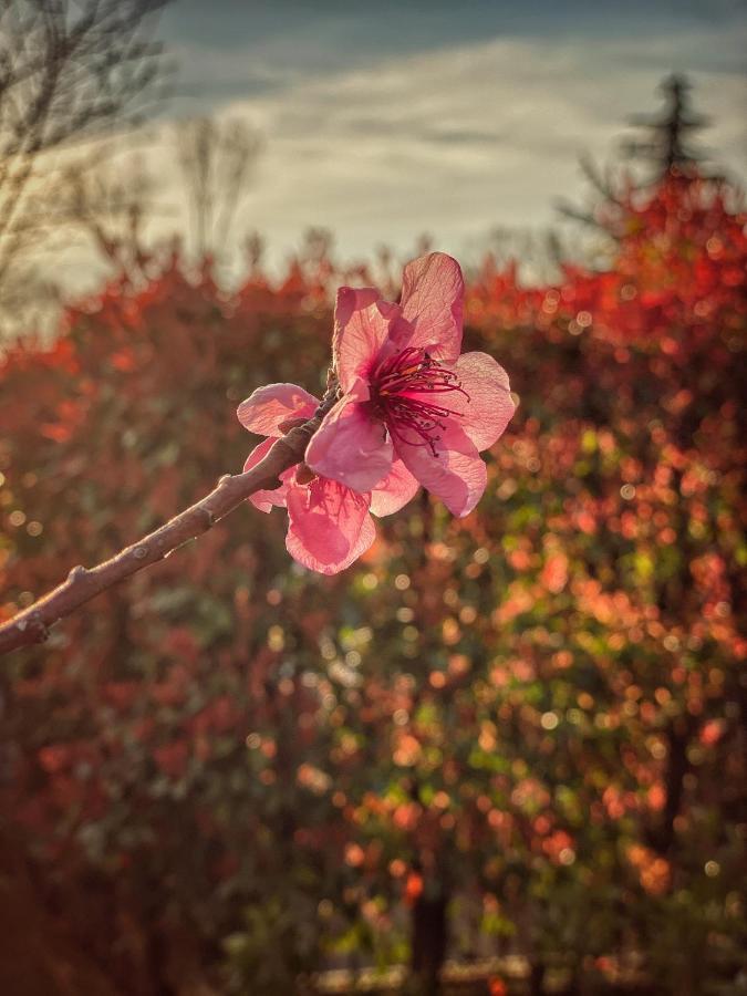 Residenza Il Fiore 3*