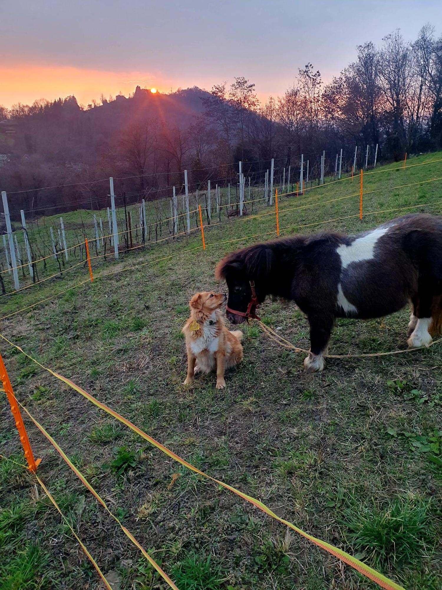 Farm stay Marco *