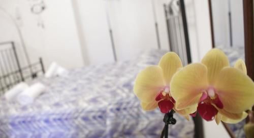 Fleur De Lis Plaza Bed & Breakfast